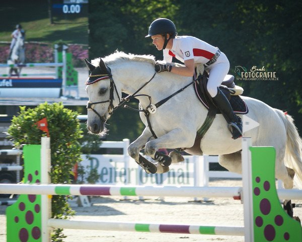 jumper Querido D (Württemberger, 2007, from Quenterio)