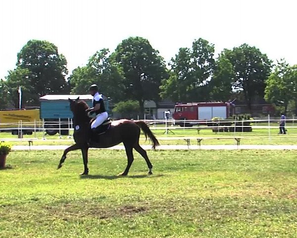 Nord-Ost-Pferd 2015