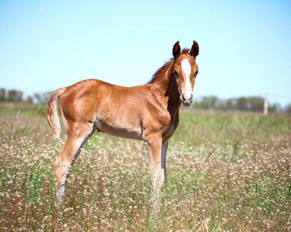 Pferd Carlucci (Polnisches Pony, 2020, von Ulk d'Ete)