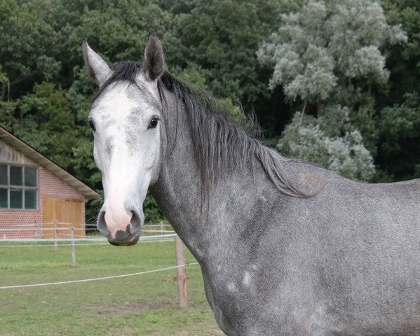 Pferd Stute von Cristallo II (Westfale, 2013, von Cristallo II)