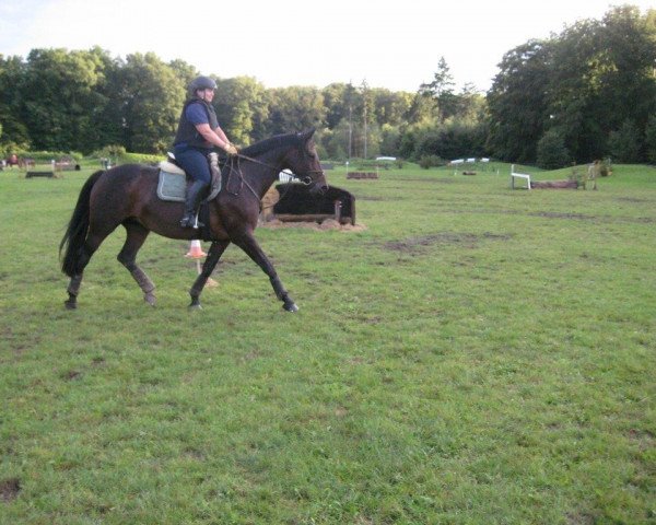 broodmare Calista 17 (Westphalian, 2001, from Cordobes II)