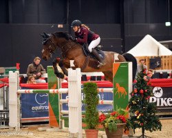 Springpferd Everton (KWPN (Niederländisches Warmblut), 2009, von Diarado)