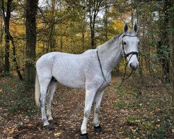 jumper Cleveland 37 (Westphalian, 2004, from Clearway)