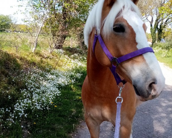 broodmare Kalinka (8,20% ox) (Edelbluthaflinger, 2013, from Special-Gold (6,25% ox))