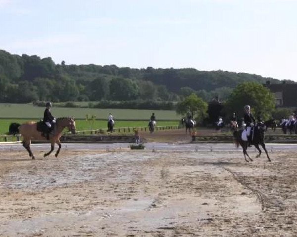 Ponyturnier Billerbeck 2015