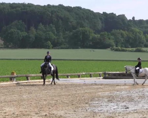 Ponyturnier Billerbeck 2015