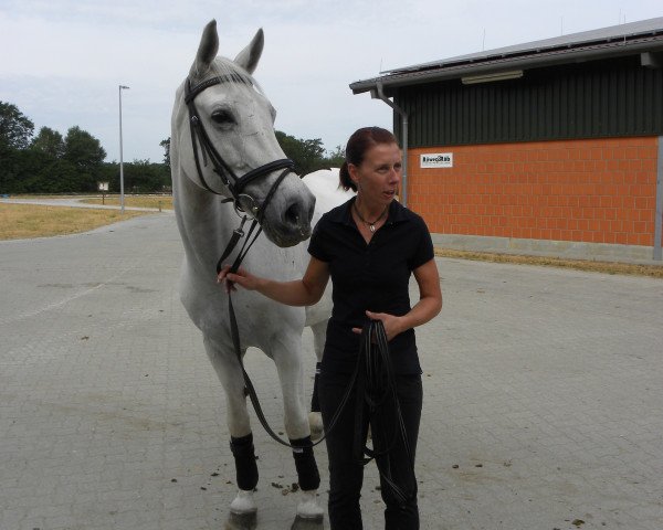 Dressurpferd Contina (Westfale, 2006, von Contini)