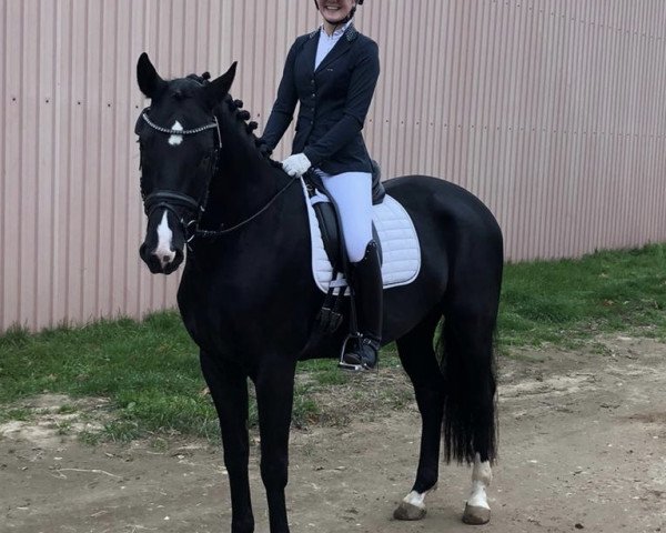 horse Fürst Fidelio P (Hanoverian, 2015, from Fürst Belissaro)