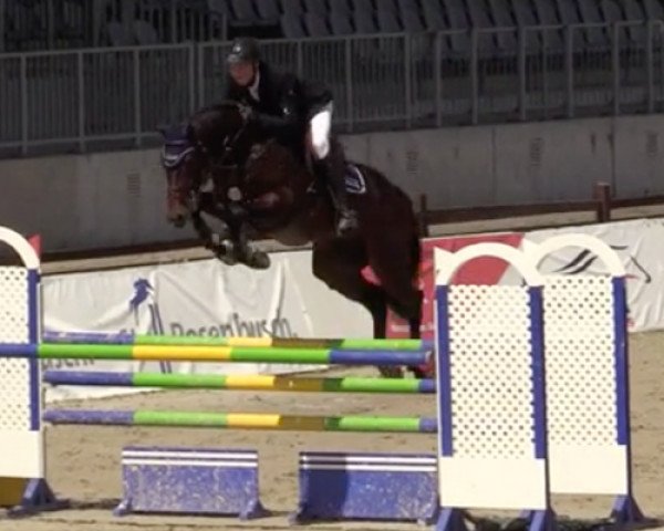 jumper Cash Blue PS (Oldenburg show jumper, 2015, from Casallco)