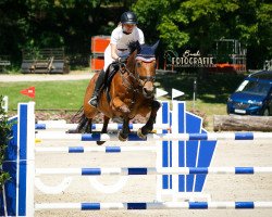 jumper Cosilio (Oldenburg show jumper, 2006, from Cosimo)