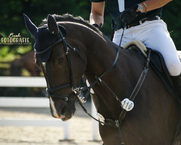 broodmare Cantaloop 7 (Holsteiner, 2010, from Quintero) broodmare Cantaloop 7 (Holsteiner, 2010, from Quintero)