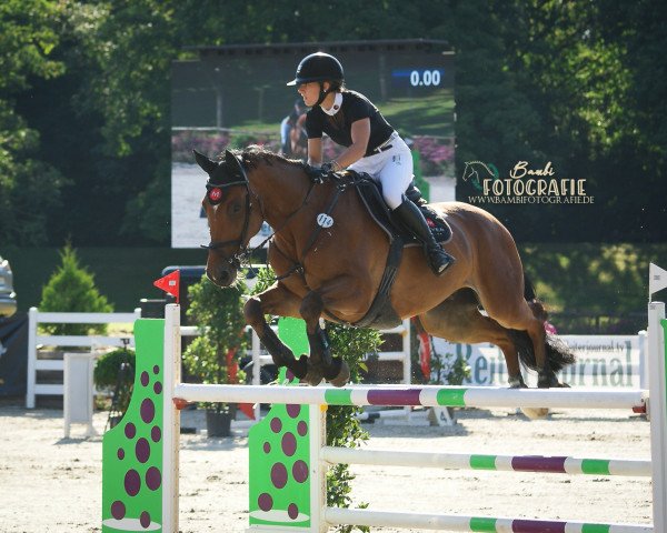 jumper Capentus (Württemberger, 2010, from Con Spirito R)