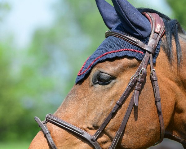 Springpferd Zarafino S (Westfale, 2007, von Zorro T) Springpferd Zarafino S (Westfale, 2007, von Zorro T)