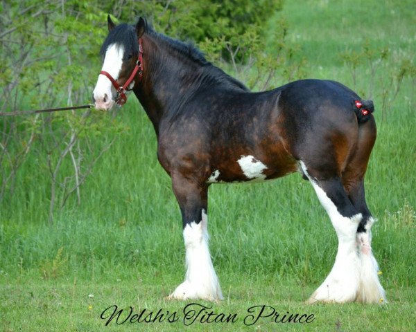 Stallone da monta Welsh's Titan Prince (Clydesdale, 2011, di Solomon's Austin)