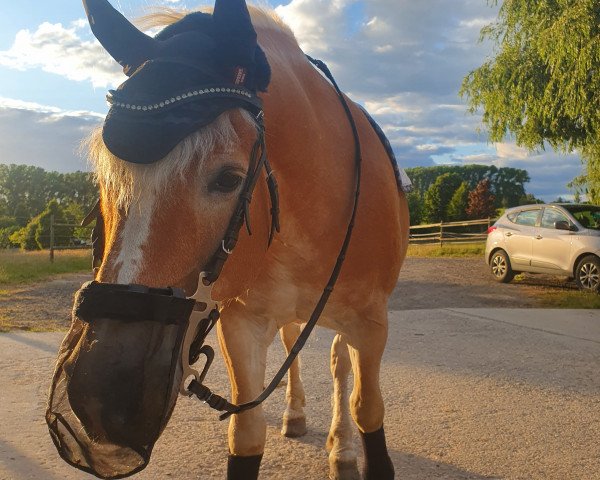 horse Aspen S (Haflinger, 2003, from Atoll) horse Aspen S (Haflinger, 2003, from Atoll)