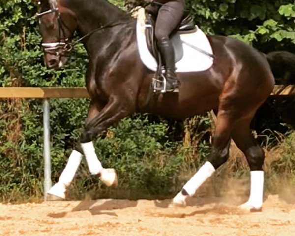 horse Rivera-D-Hit (German Sport Horse, 2016, from Diamond Hit)