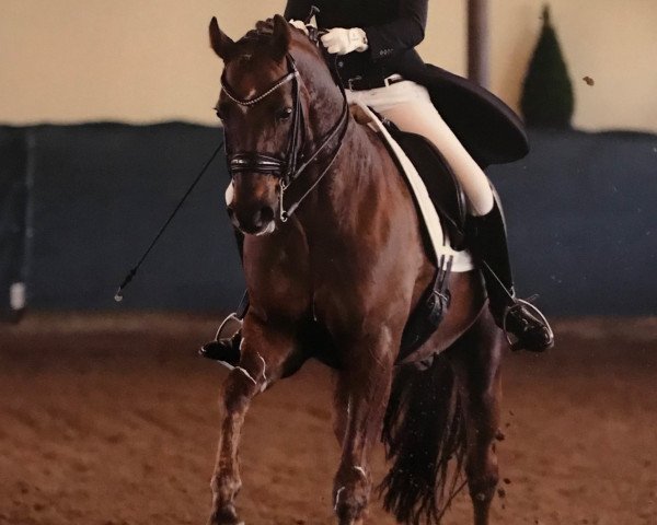 Dressurpferd Dark Rubin 6 (Oldenburger, 2008, von Duino)