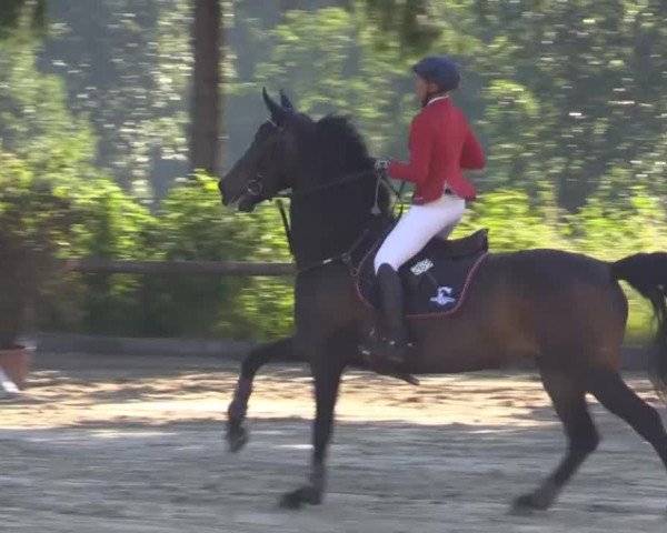 Düsseldorfer Reitertage 2015