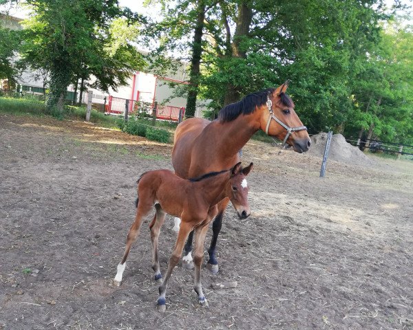 horse Little Lötti (Westphalian, 2020, from Lord Clooney)