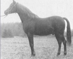 stallion Sumeyr ox (Arabian purebred, 1948, from Bango 1923 ox)