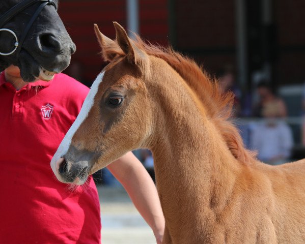 horse Danny DeVito 9 (Westphalian, 2018, from Da Vinci Code 6)