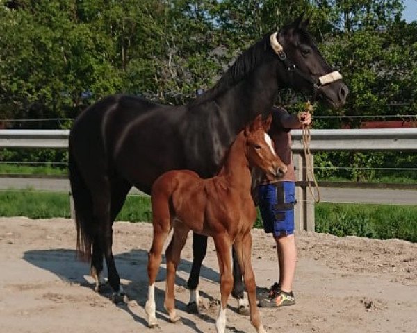 broodmare Fire Dance G (Oldenburg, 2020, from Valverde NRW)