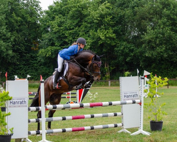 Springpferd Catch My Heart O (Westfale, 2015, von Cornet Obolensky)