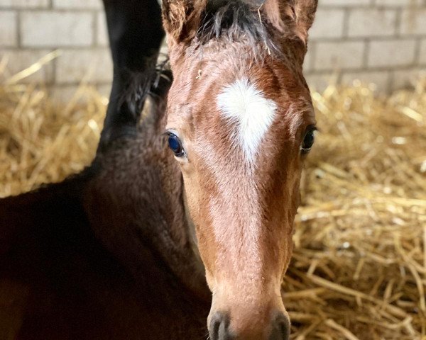 horse Champ (Hanoverian, 2020, from A La Carte NRW)