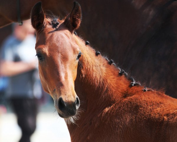 horse SDA LUANGAA (Westphalian, 2018, from Da Vinci Code 6)