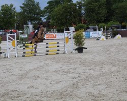 Zuchtstute Night Affair (Deutsches Reitpony, 2012, von Nobel Nagano NRW)