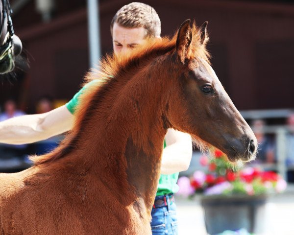 horse Hengst von Da Vinci Code / Rubinus (Westphalian, 2018, from Da Vinci Code 6)