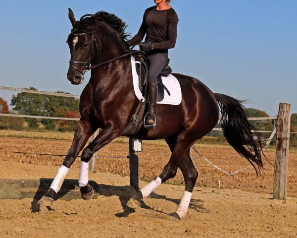 Dressurpferd Quateron's Queen (Deutsches Sportpferd, 2014, von Quateron)