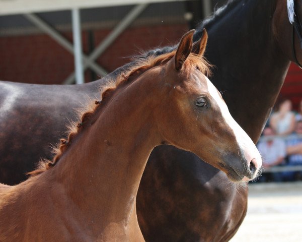 horse Hengst von Da Vinci Code / Rubin-Royal (Westphalian, 2018, from Da Vinci Code 6)