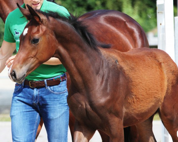 horse Hengst von Da Vinci Code / Franziskus (Westphalian, 2018, from Da Vinci Code 6)