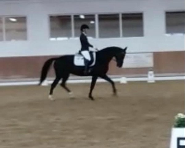 dressage horse Barbie Girl's Comeback (Hanoverian, 2012, from Bretton Woods)