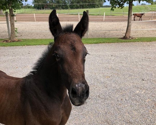 horse Quimba (Swiss Warmblood, 2020, from Virtuoso Semilly)