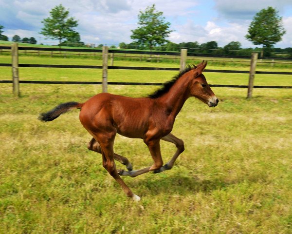 horse Ives de la Rock (Westphalian, 2020, from Icare d'Olympe AA)