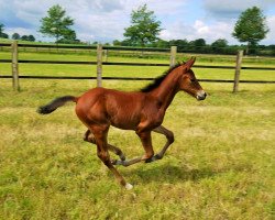 Pferd Ives de la Rock (Westfale, 2020, von Icare d'Olympe AA)
