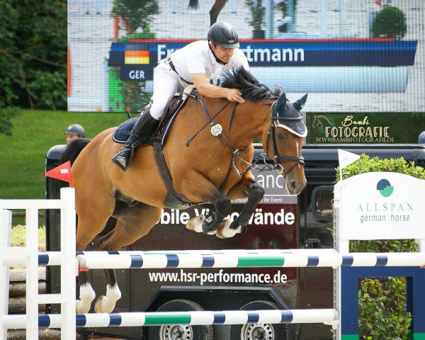 jumper Quaso (Holsteiner, 2011, from Quidado)