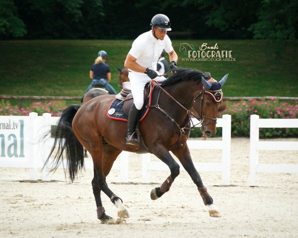 jumper Titan 154 (Hanoverian, 2012, from Numero Uno)