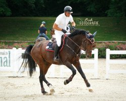 jumper Titan 154 (Hanoverian, 2012, from Numero Uno)