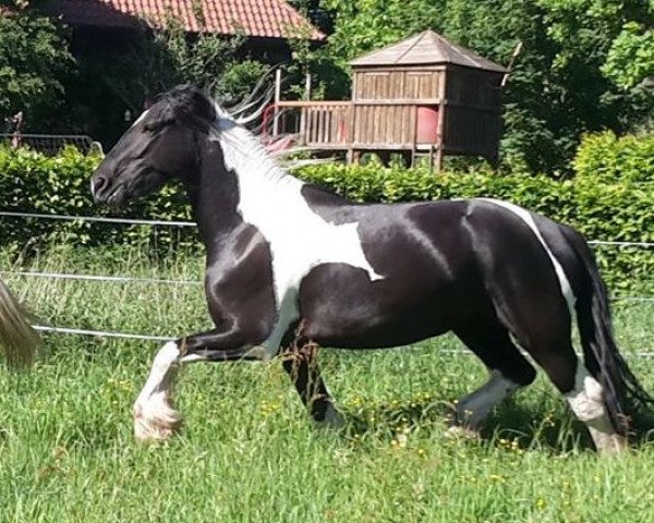 broodmare Freya (Pinto, 2015, from Adrian)