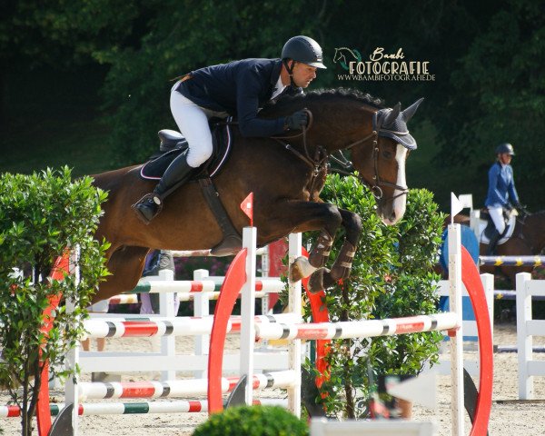 broodmare Cadora 8 (Württemberger, 2013, from Cador 5)