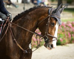 broodmare Cascadella (Holsteiner, 2013, from Cascadello)