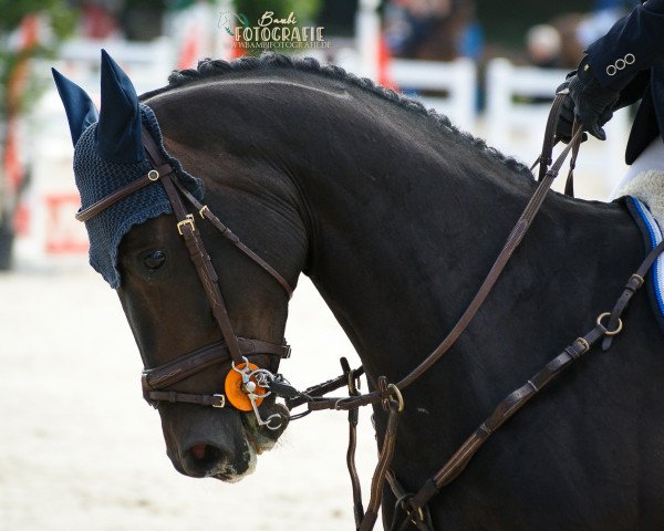 jumper Chanel's Boy (Hanoverian, 2014, from Cormint)
