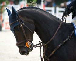 jumper Chanel's Boy (Hanoverian, 2014, from Cormint)