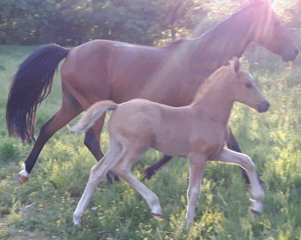 broodmare Bürgerhoffs Supernatural (German Riding Pony, 2012, from Nancho's Noble Classic)