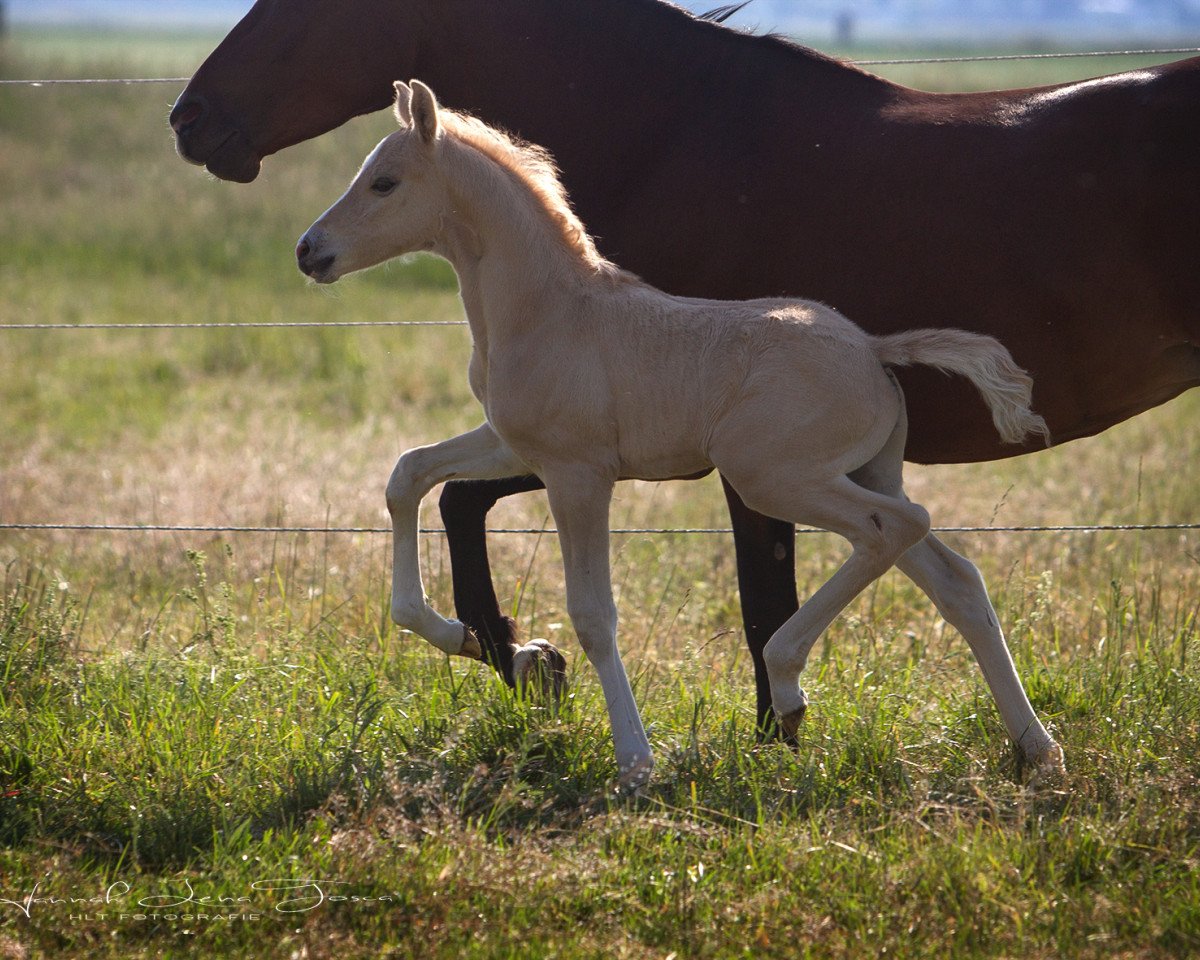 horse HLT Don Riko (German Riding Pony, 2020, from Dating AT NRW)