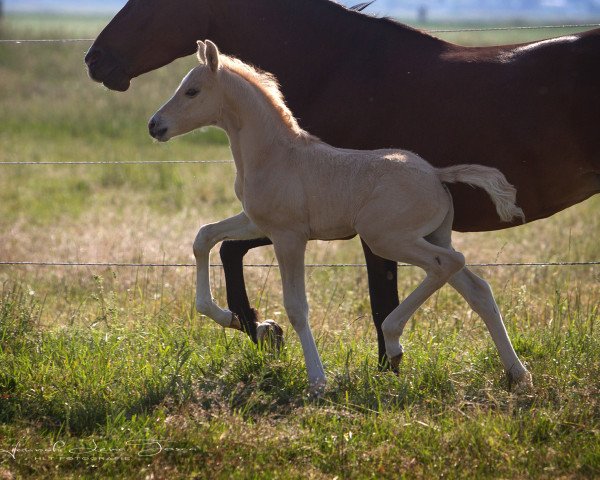 horse HLT Don Riko (German Riding Pony, 2020, from Dating AT NRW)
