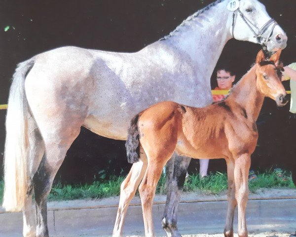 broodmare Sunlite Odessa (Hanoverian, 2012, from Spartacus TN)